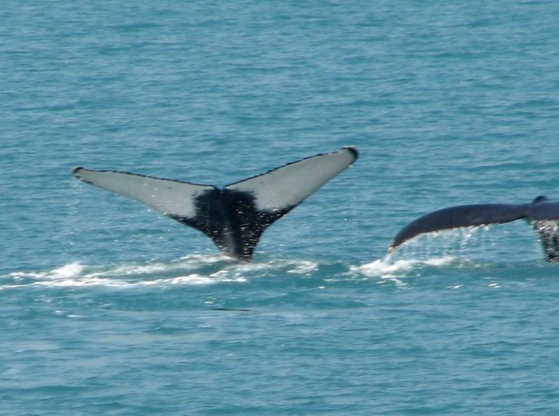 Whale_Tail