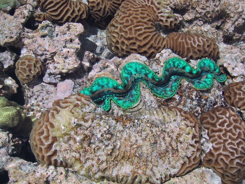 Barrier_Reef