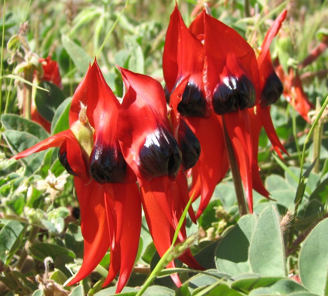 Black_Stuart_Pea