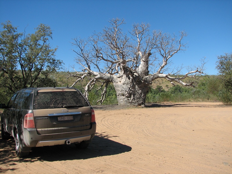 Boab_prison_tree