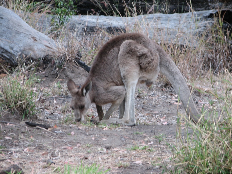 Carnarvan_Gorge
