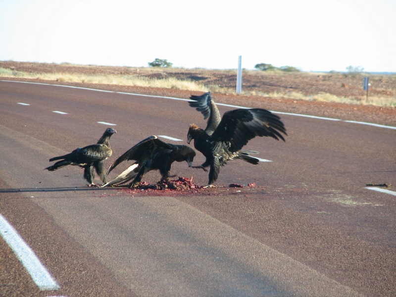Eagles_and_Buzzard