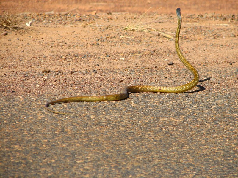 Gold_Snake