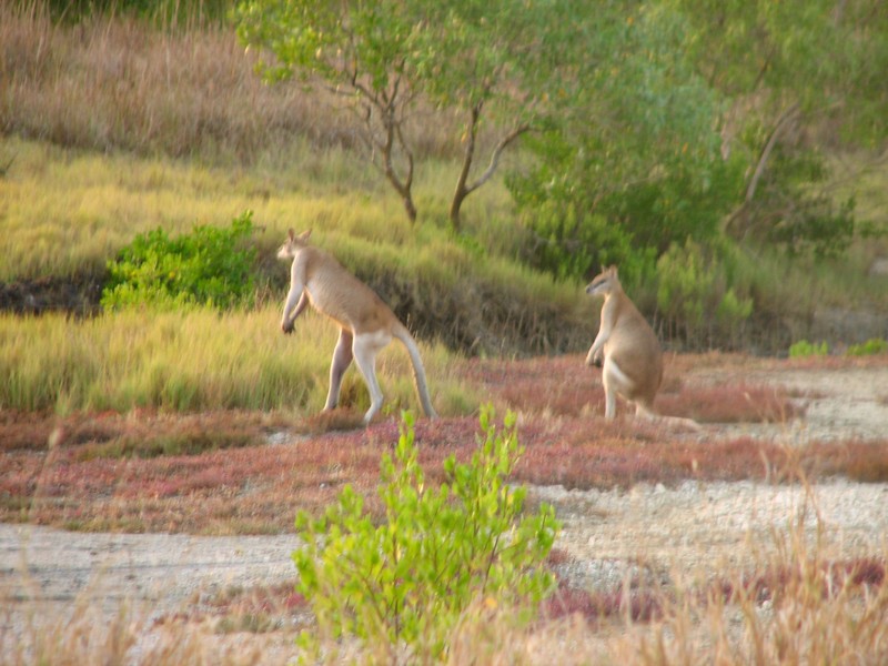 Kangaroo_at_Play