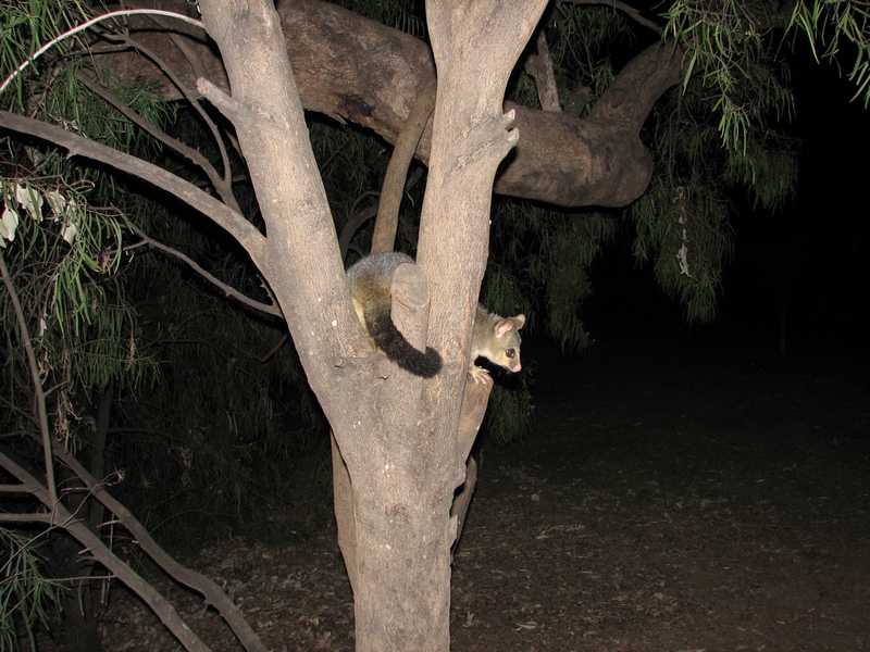 Possum_St_George