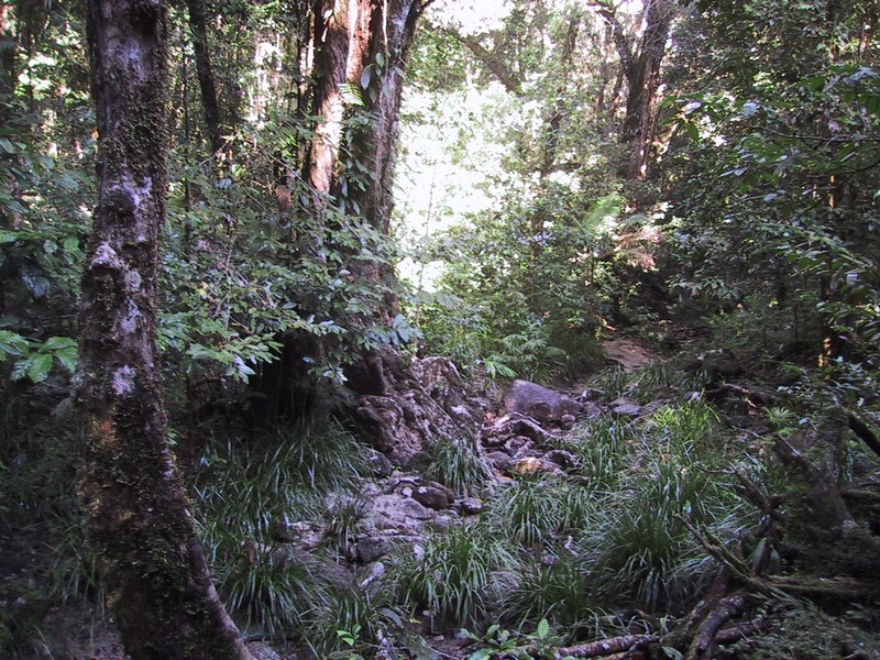 Rain_Forrest