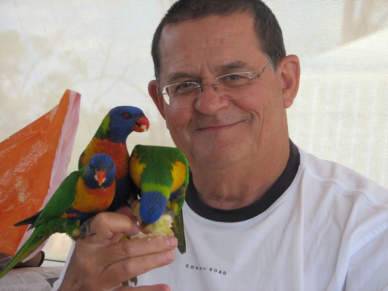 Rainbow_Lorikeets