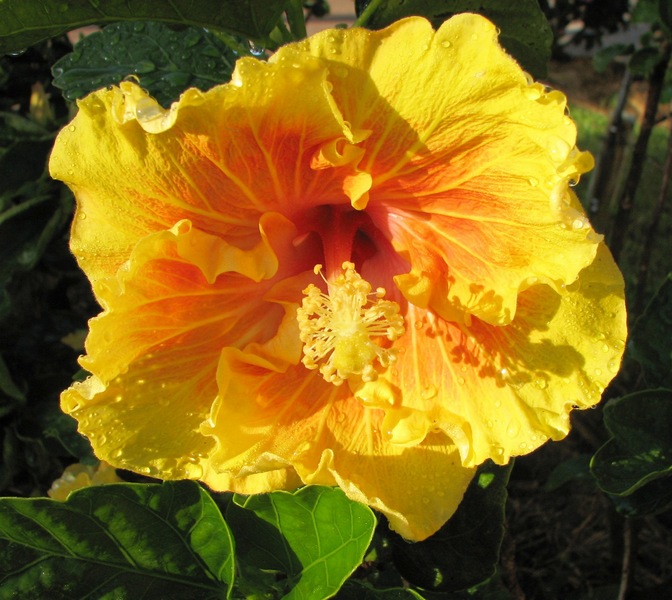 Tropical_Flower